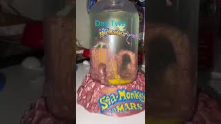 Day two of sea monkeys #SeaMonkey #SeaMonkeys