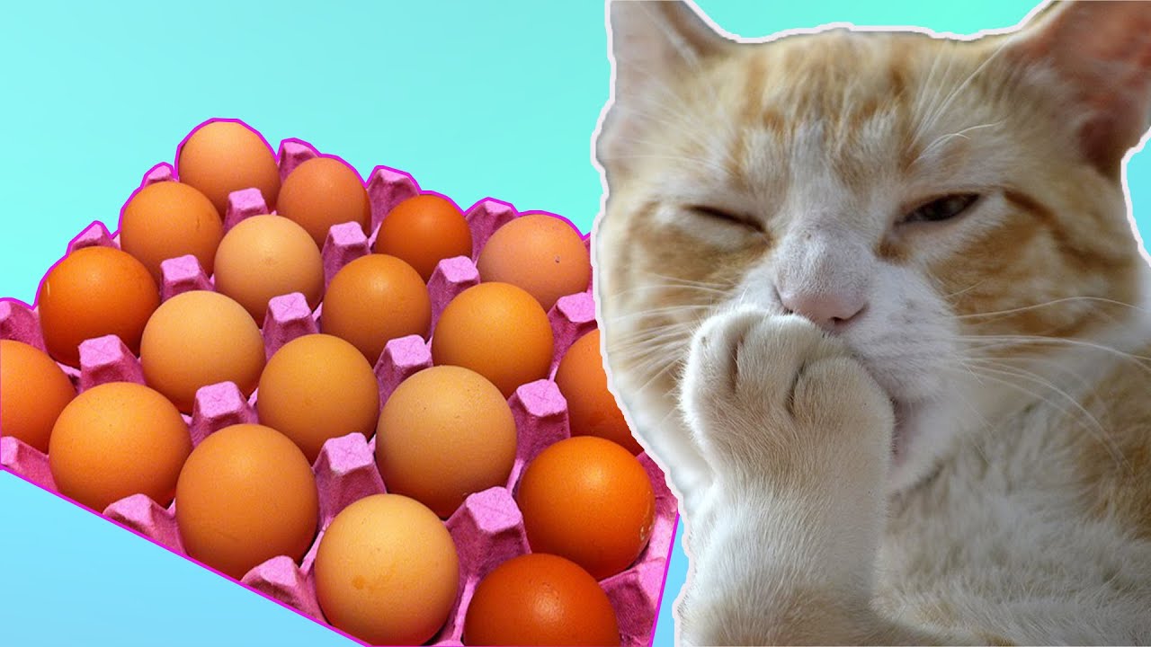Можно коту яйцо. Яйца кота. Кошачьи яички. Картинки смешные котята. Огромные кошачьи яйца.