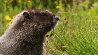 Premiere Pro Preliminary Tasks Wildlife