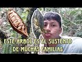 Trabajando 5 Horas en el CAMPO | Causas de las enfermedades del CACAO