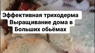 Триходерма Биозакваска выращивание своими руками Биопрепараты