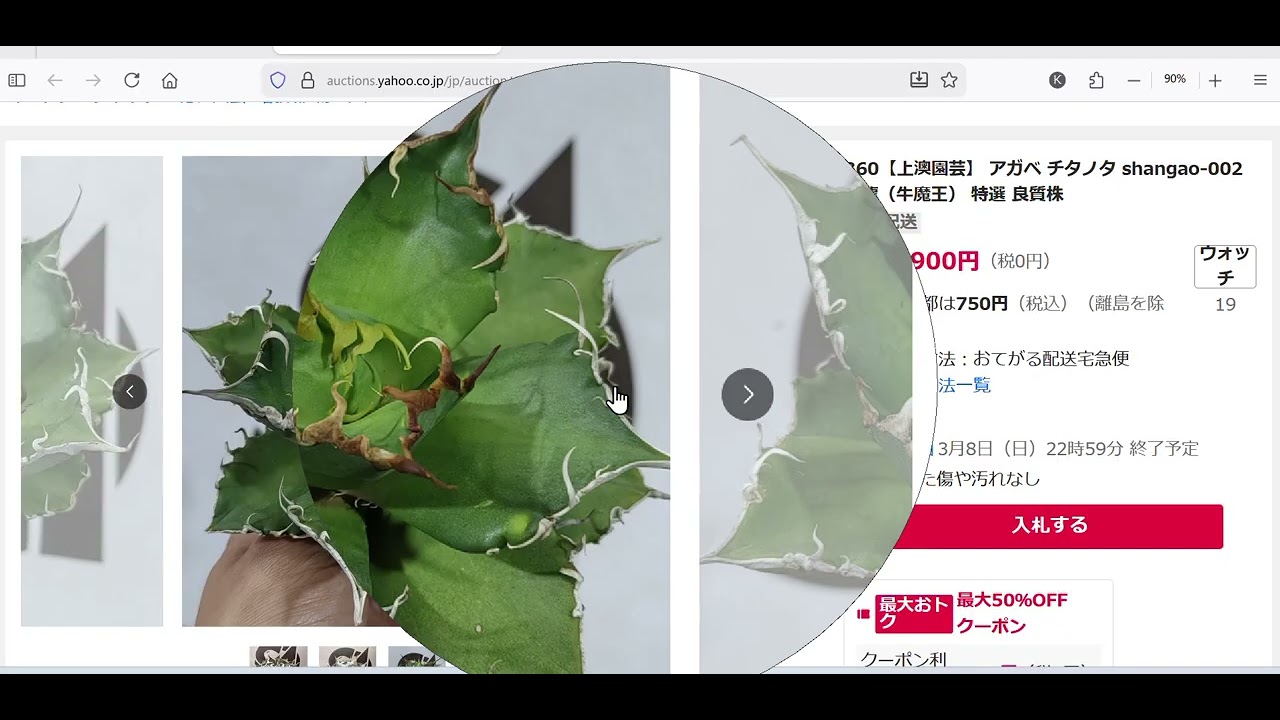 アガベの上澳さん？どうしたの？ついに？ユーチューブコメントの話！