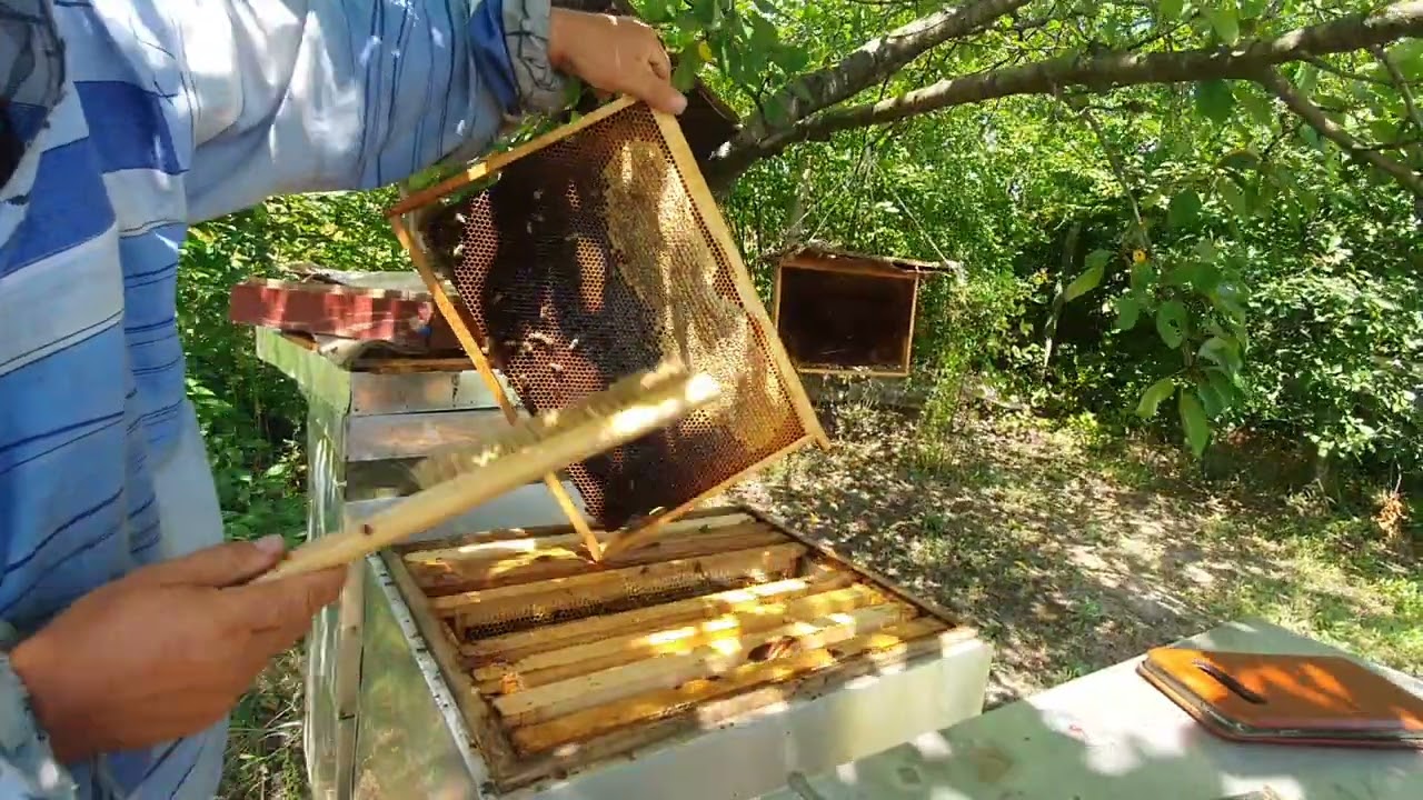 520.Extragem mierea polifloră.