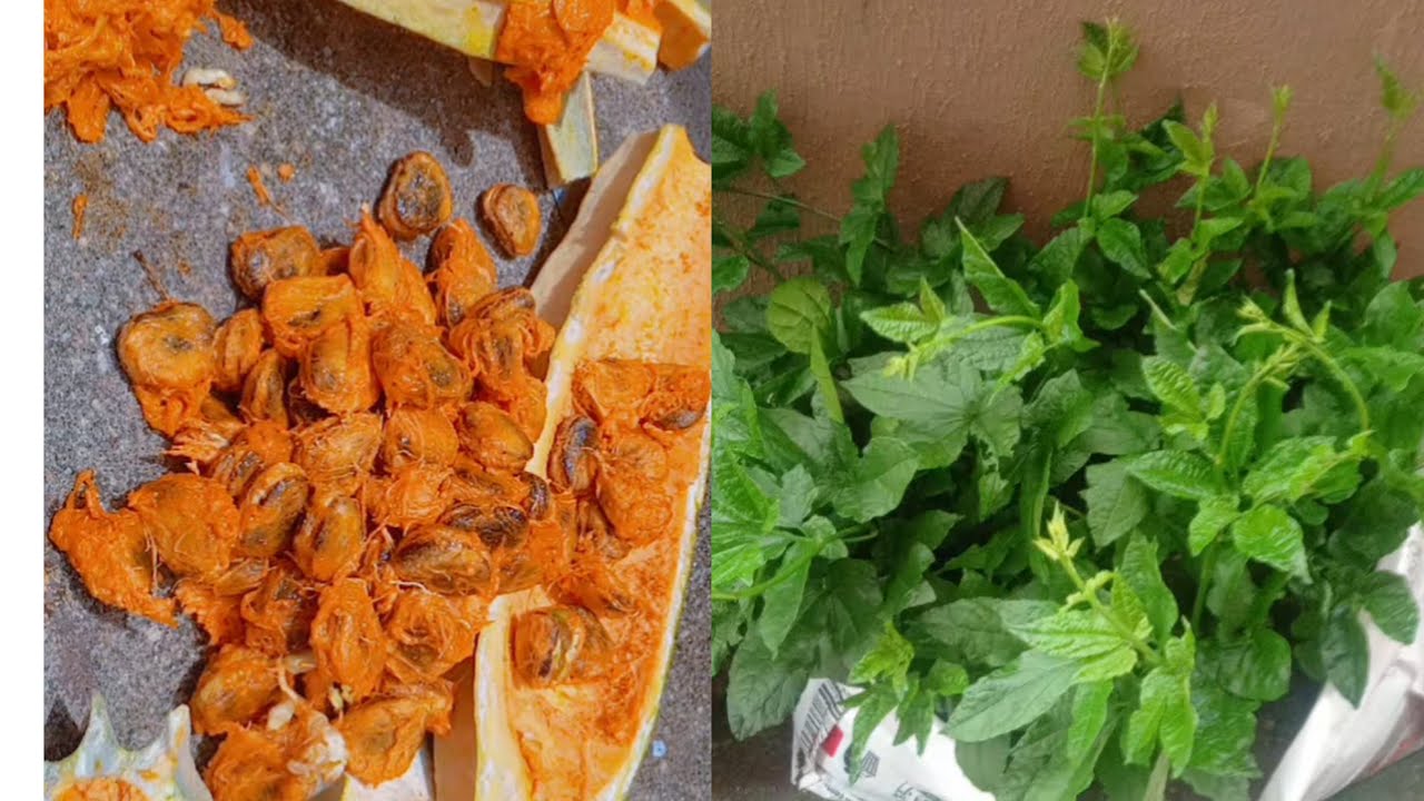 UGU FARMING: Nigerian fluted pumpkin + opening Ugu seed and health Benefits of ugu you need to know.
