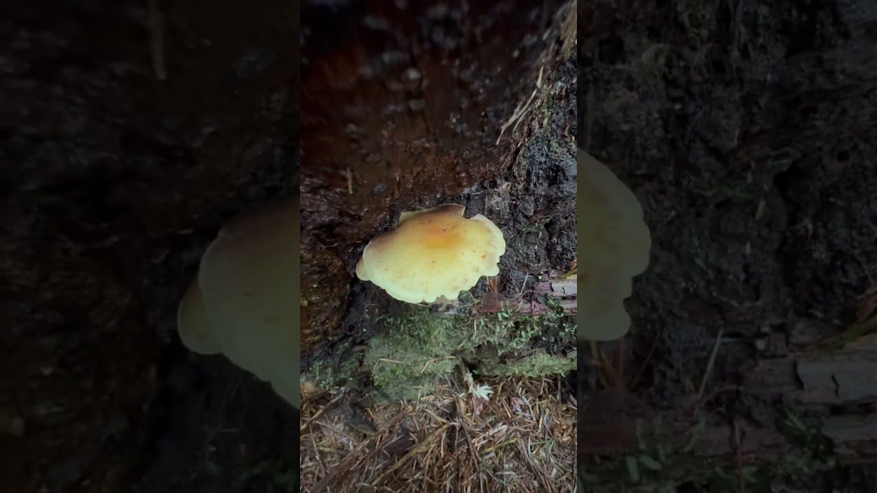 An interesting gilled mushroom growing on a stump