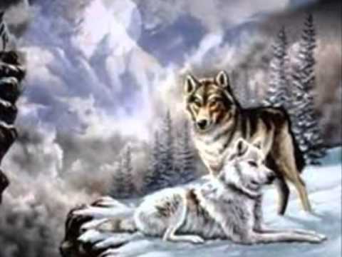 wolves Iris