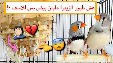 مشكلتي مع طيور الزيبرا 🤦🏻‍♂️ راح البيض 🥚💔 / Mohamed Vlog
