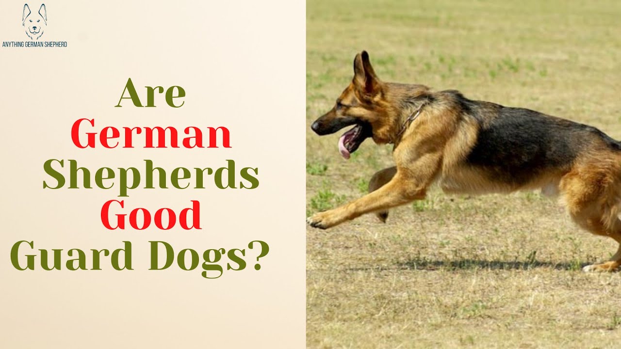 Are German Shepherds Good Guard Dogs? YouTube