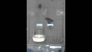 Bastaard Kapoetsijs X Kanarie