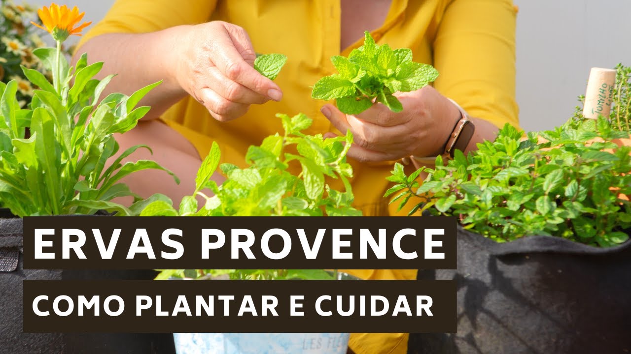 Ervas de Provence - Dicas para plantar e cuidar