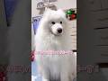 大好きなパパが帰って来たのにまるで反抗期な大型犬が可愛い #samoyed #サモエド #癒し