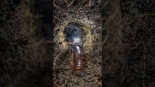 Inside a Millipede's Underground World #shorts #animals #pov