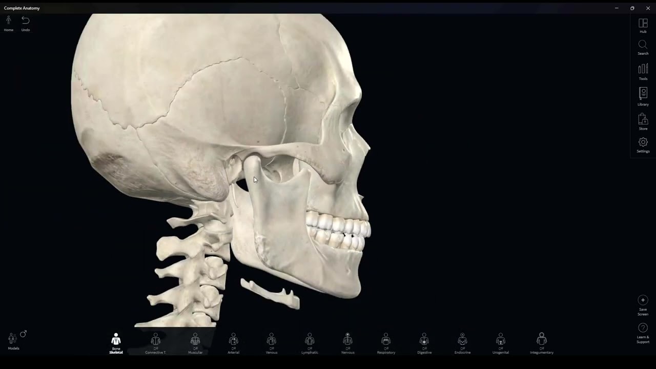 Skeletsystemets grundlæggende anatomi og fysiologi