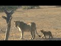 2025 7 21 Londolozi Kambula Pride Lions And Cubs 2025 7 21 Londolozi Kambula Pride Lions And Cubs