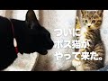【ついにボス猫がやって来た！】@taipi 【切り抜き】