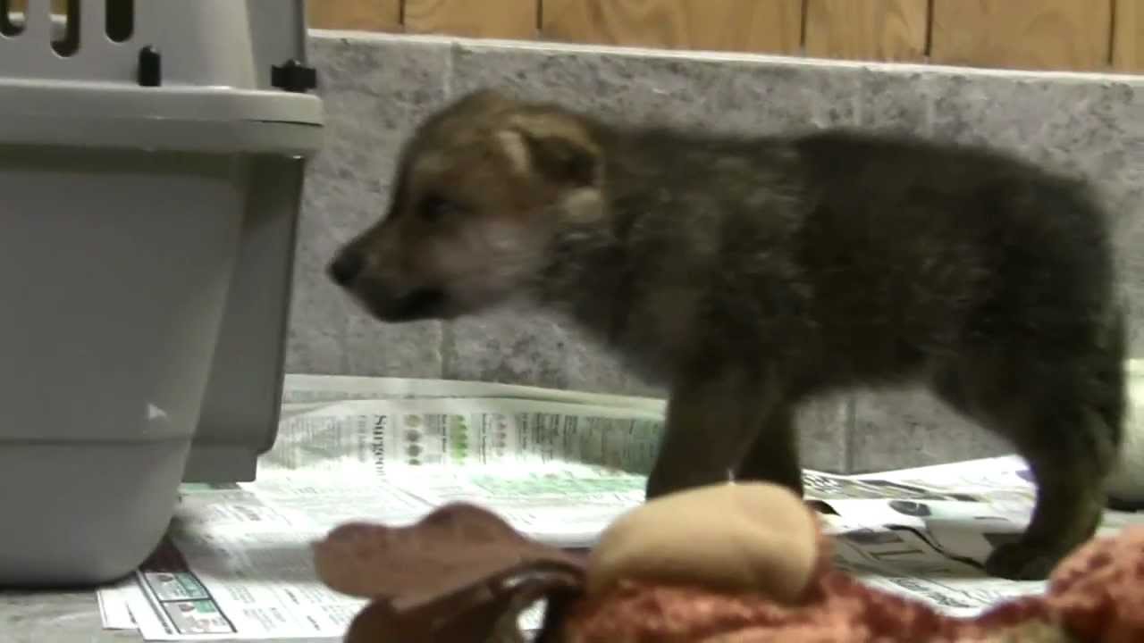 Baby Wolves Say Hi to the Camera