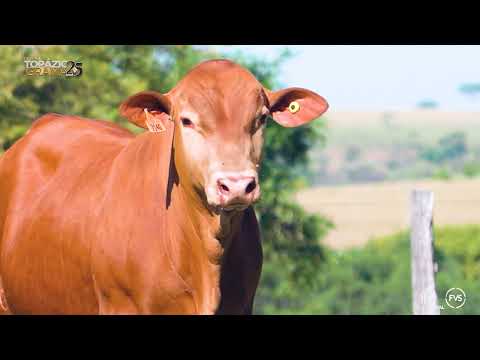 LOTE 40 - ZT 7140