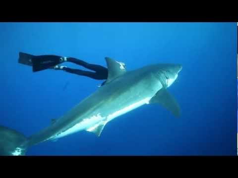 OCEAN RAMSEY GREAT WHITE SHARKS, OCEAN RAMSEY FREEDIVING WITH SHARKS, SWIMMING WITH GREAT WHITES