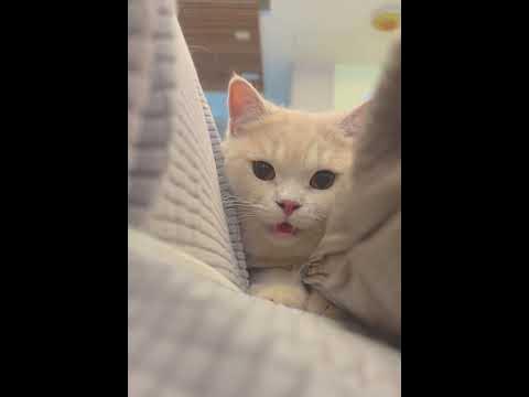 看到獵物seeing prey~ Go!#貓 #cat - YouTube