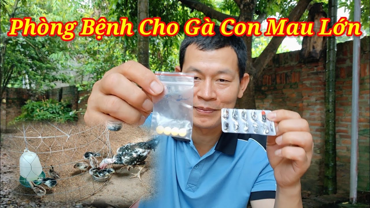 Cách Phòng Bệnh Cho Gà Từ Ba Ngày Tuổi Bằng Thuốc Teracycin