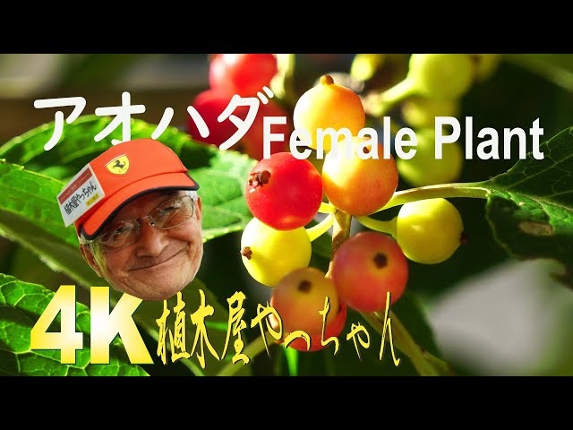 山採り自然樹形] 落葉樹シンボルツリー アオハダ雌株 2021 - YouTube