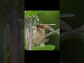 Los increíbles "colibríes" del mundo de los insectos que ayudan a los agricultores, los sírfidos