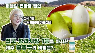 전국 청과시장 1위! 제주 월동무의 비밀은?