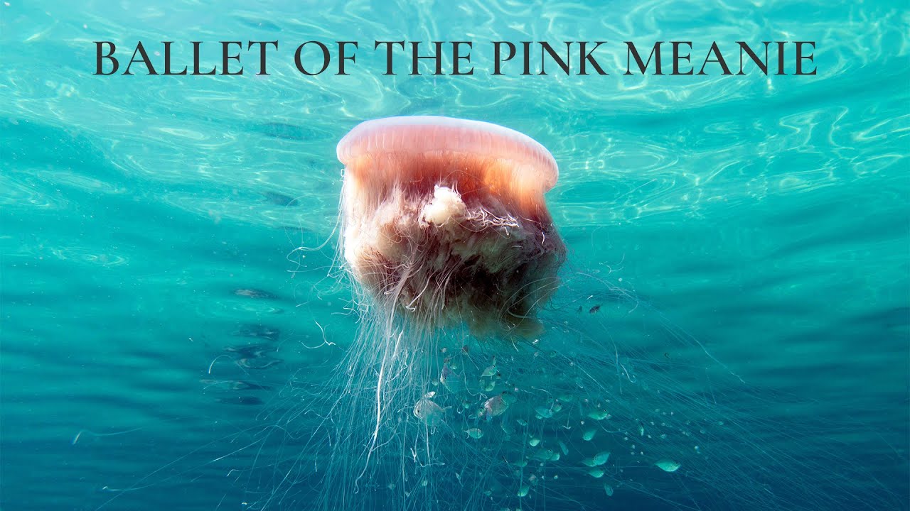Ballet of the Pink Meanie – Jonah Allen Gallery