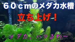 軽い気持ちで飼育したメダカにハマってしまい、60cmのメダカ水槽を立ち上げた！