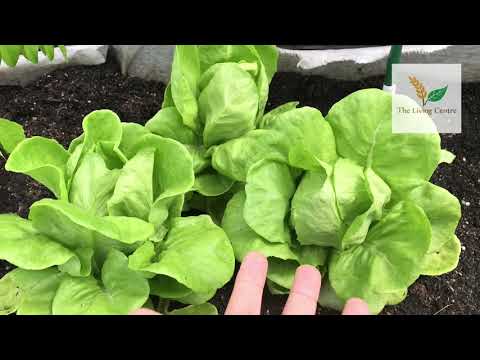 วีดีโอ: Pirat Red Butter Lettuce: การปลูกพืชผักกาดหอม Pirat ในสวน