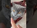 #mewing #cat