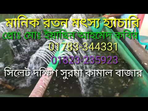 ভিডিও: ম্যানিলা শণ: কলা শণ সংগ্রহ করা। এটা কি? ম্যানিলা থেকে শণ জাত, দড়ি জন্য ফাইবার এবং উপাদান অন্যান্য ব্যবহার