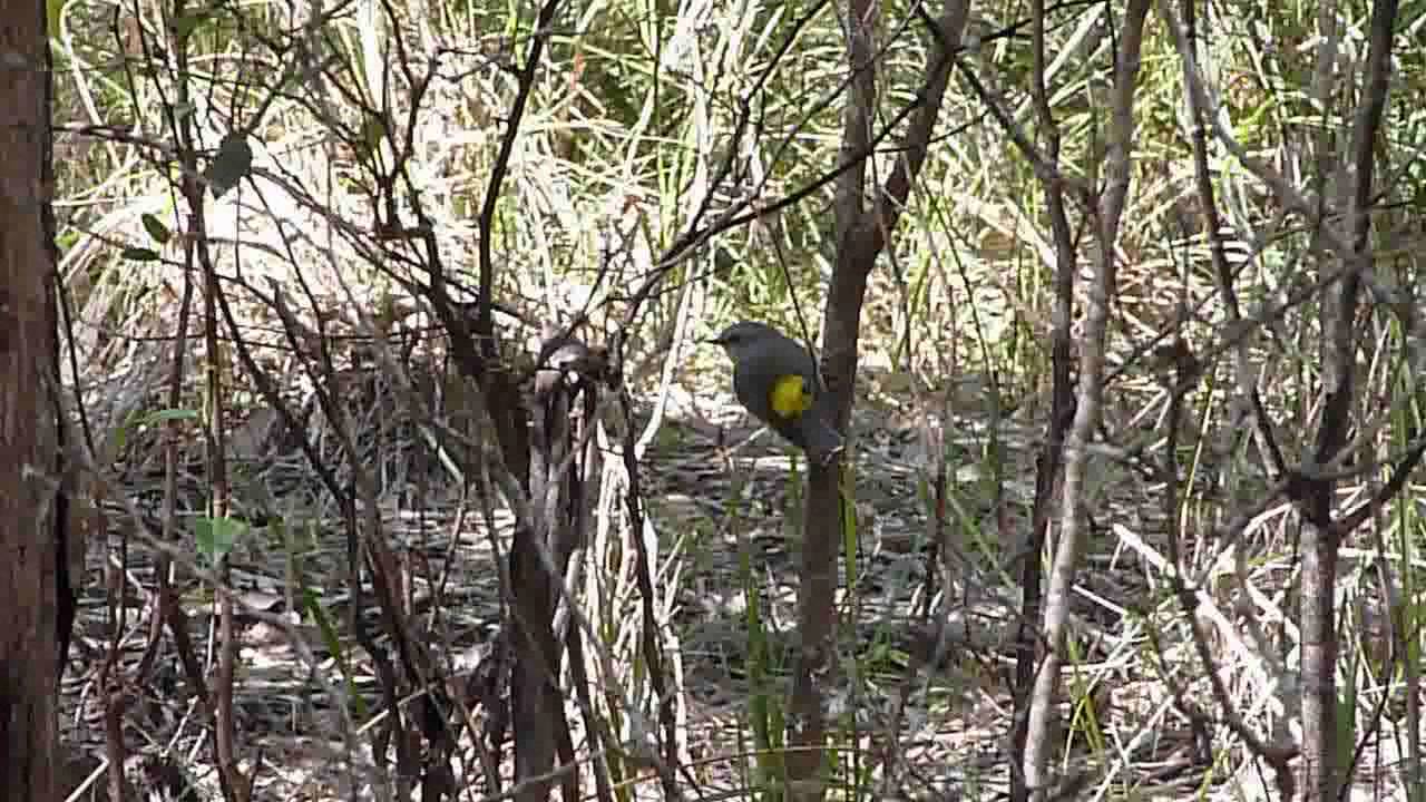 Eastern Yellow Robin 2011/08/14(1)