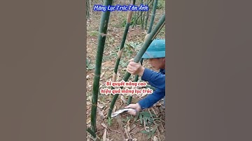 Bí Quyết nâng cao hiệu quả kinh tế cho măng lục trúc mùa hanh khô thiếu nước