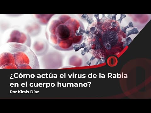 Kirsis Díaz | O investigación - Doctor detalla cómo actúa el virus de la Rabia en el cuerpo humano