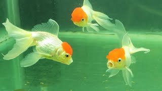 Red Cap Oranda Dfish