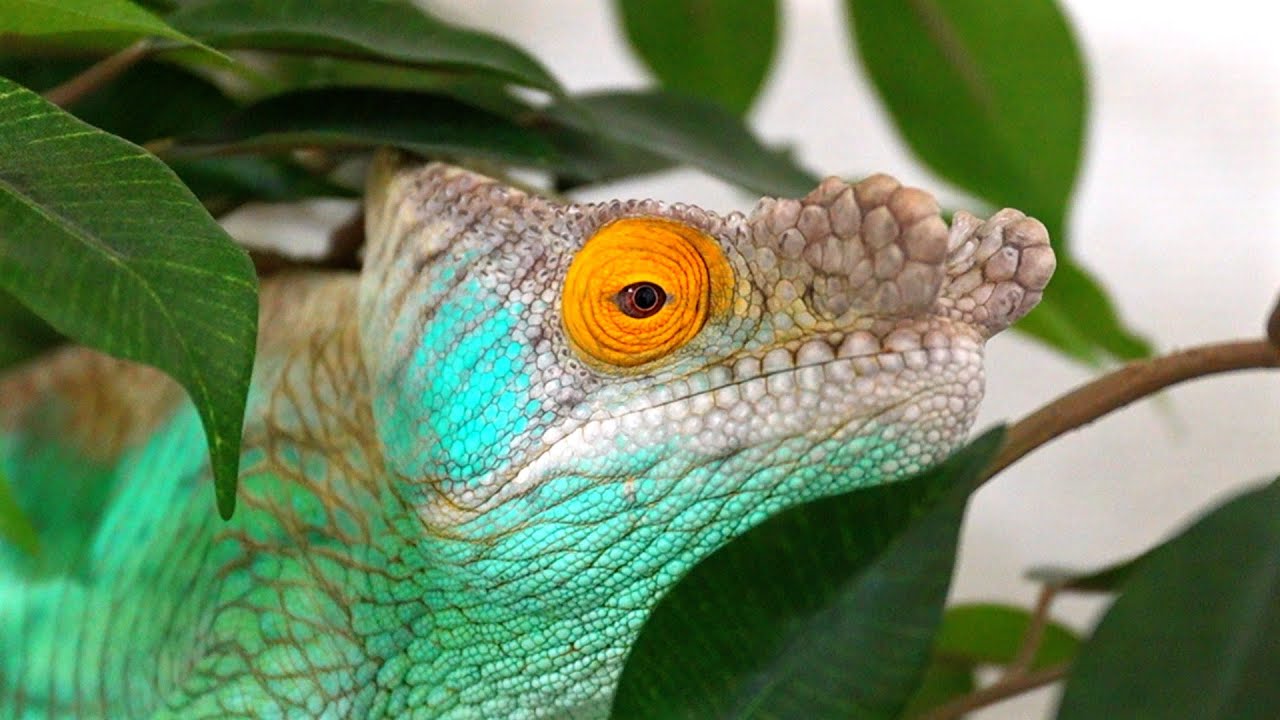 A day in the life of a person chameleon. - YouTube