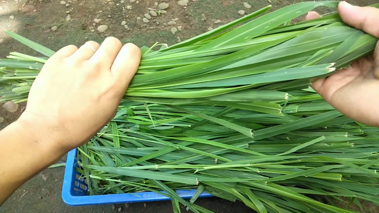 Rabbit Farming | How To Make Hay Grass At Home For Rabbits And Guniepigs