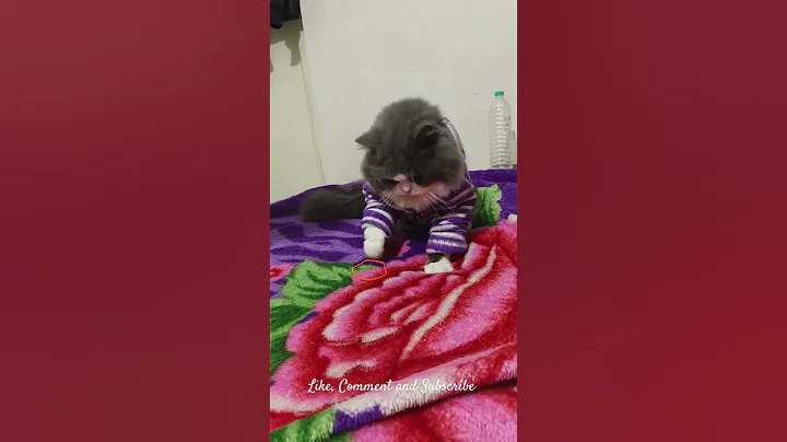 Watch the video about Fluffy|The Persian Cat|Play Time #viralcat #shortsvideo #persiancatcorner