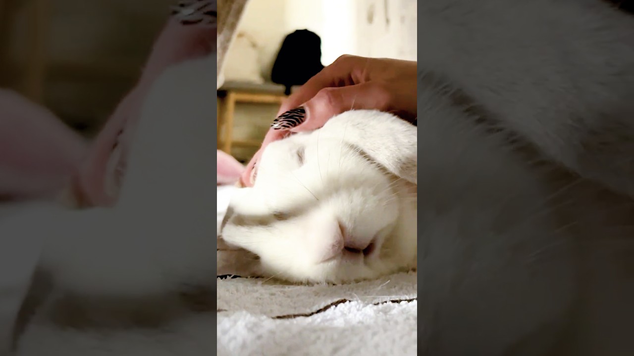 Bunny Purrs in His Sleep! 🐰💤 