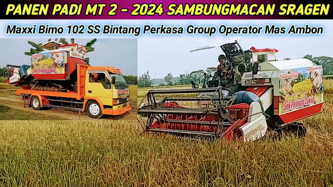 Panen Padi MT 2 - 2024 Sambungmacan Sragen Jawa Tengah