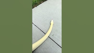 BURMESE Python Blizz outside #reptiles #burmesepython