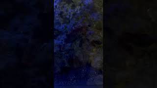 Bed time for puffer #reeftank #aquarium #fyp #viral #fish #ocean #saltwater #youtubeshorts #sea