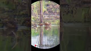 BANYAK BURUNG BELIBIS‼️ TAPI ENGGA BISA SUT TERLALU DEKAT SAMA PERUMAHAN ‼️🥴🤦