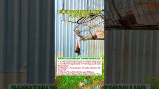 Burung Prenjak Pikat Cengkram burung kicauburunglovebird kicaumania lovebirdkicau kicaumanianu