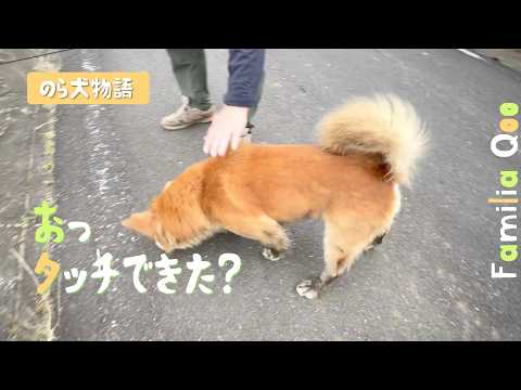 Oh, did you touch it? [Miniature Dachshund and the neighborhood
