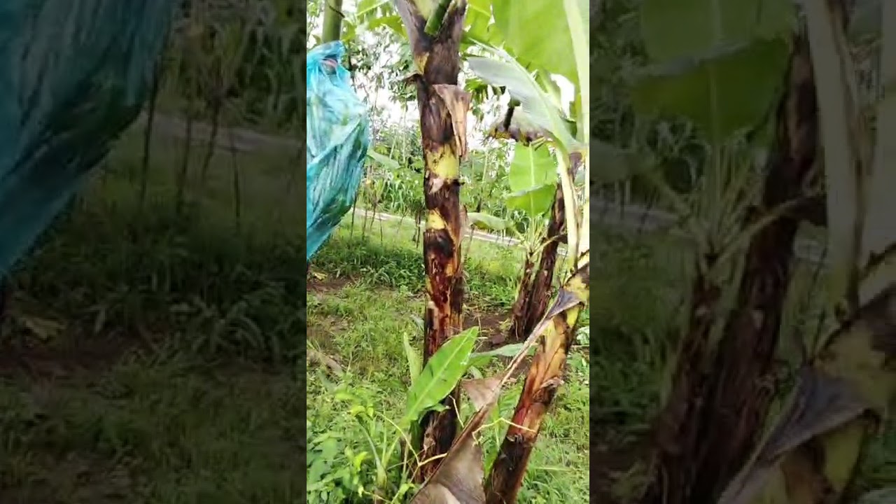 JATAM Kembaran Kembangkan 700 Pohon Pisang Cavendish, Lokasi Dampit Mulai Berbuah