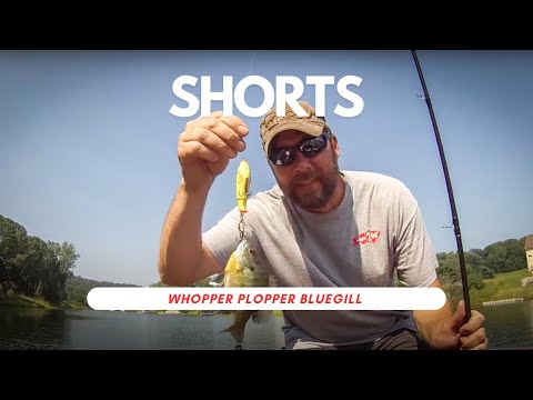 Whopper Plopper Bluegills - YouTube