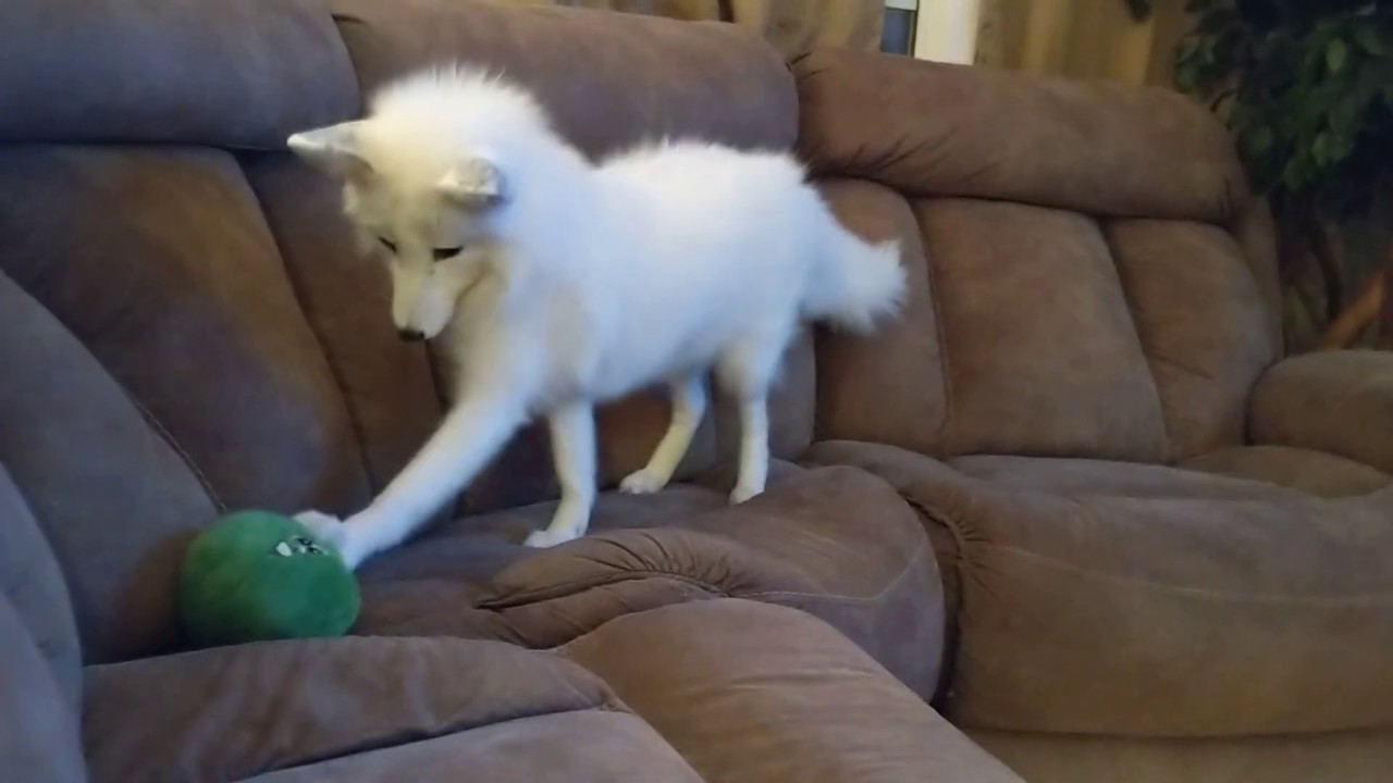 Pet Fox Plays Ball