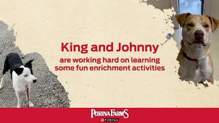 Enrichment Games by Purina Farms 80 views 3 years ago 1 minute, 35 seconds